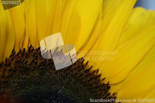 Image of Sunflower Macro