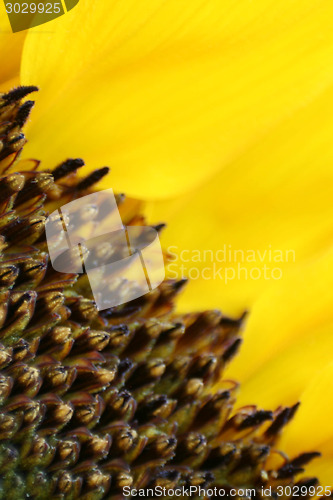 Image of Sunflower Macro