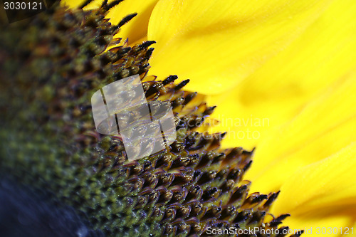 Image of Sunflower Macro
