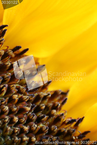 Image of Sunflower Macro