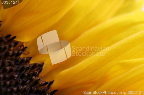 Image of Sunflower Macro