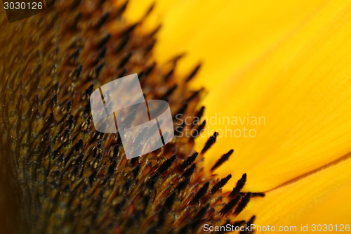 Image of Sunflower Macro