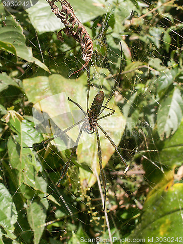 Image of Spider With Its Baby