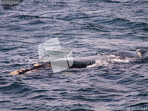 Image of Southern Right Whale Close Up