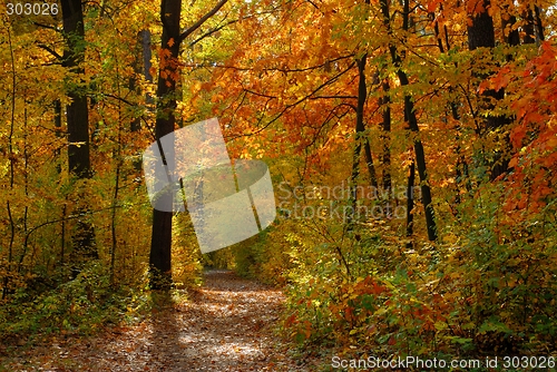 Image of Fall
