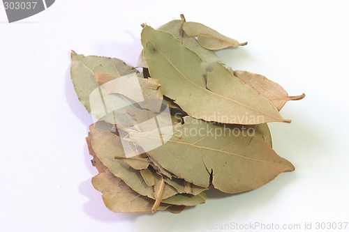 Image of Dry laurel leaves