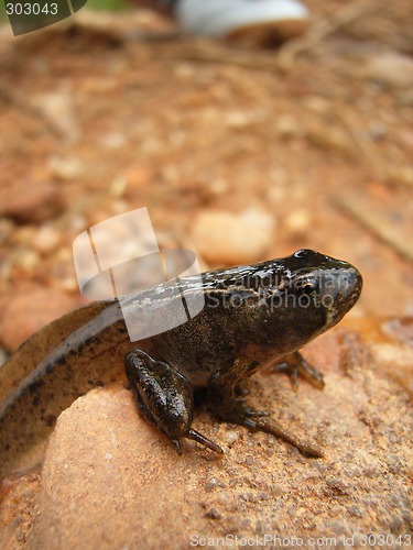 Image of tadpole closeup