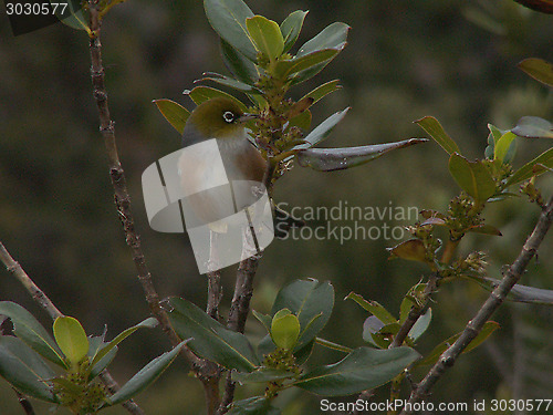 Image of Silver Eye On Tree