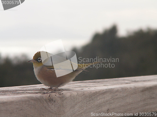 Image of Silver Eye Looking Sideways