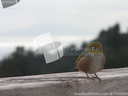 Image of Silver Eye Looking At Camera