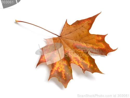 Image of Leaf