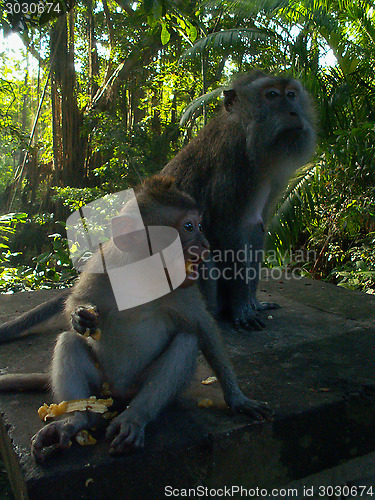 Image of Shocked Monkey