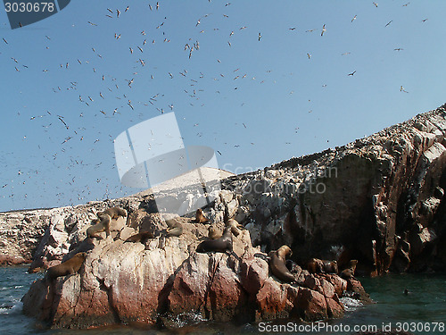 Image of Sea Lions And Birds