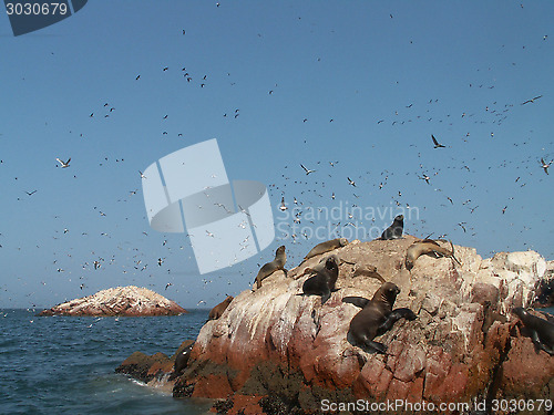 Image of Sea Lions And Birds