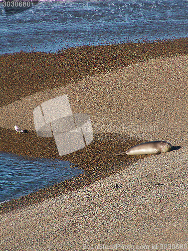 Image of Sea Gull And Sea Lion On Beach