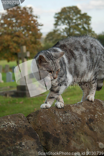 Image of Scared Cat On A Wall