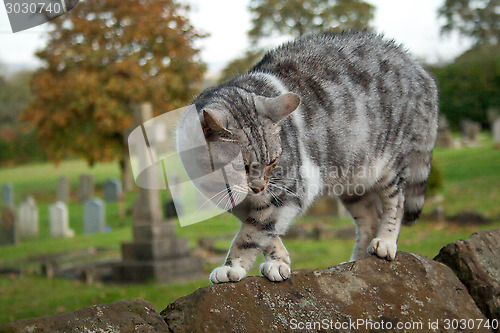 Image of Scared Cat On A Wall