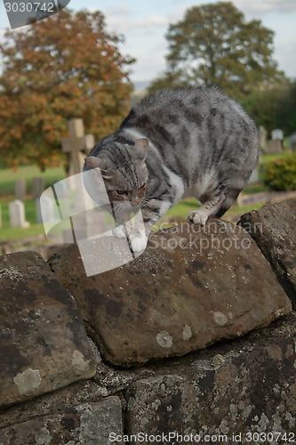 Image of Scared Cat On A Wall