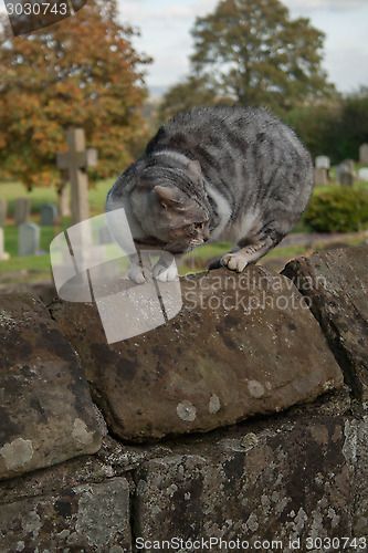 Image of Scared Cat On A Wall