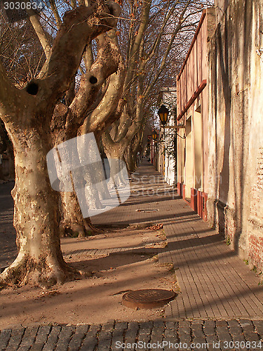 Image of Row Of Trees On Street