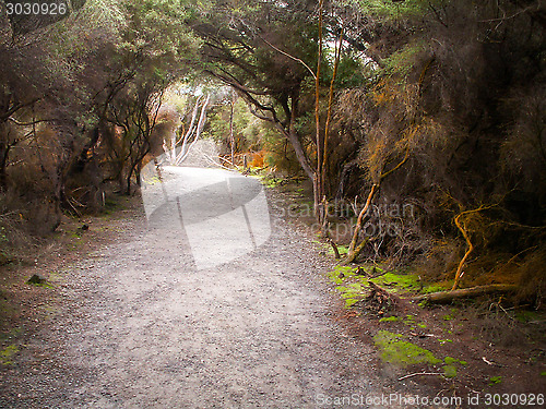 Image of Rotorua Stained Trees