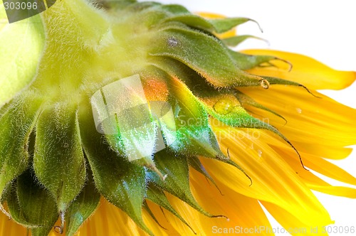 Image of sunflower