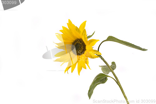 Image of sunflower
