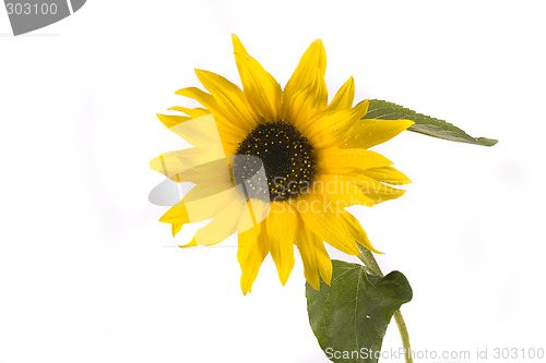 Image of sunflower