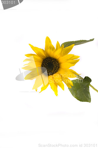 Image of sunflower