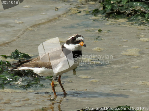 Image of Ringed Plover On A Beach