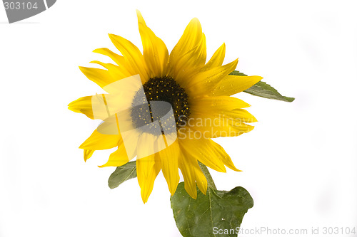 Image of sunflower
