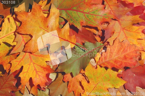 Image of Leaves