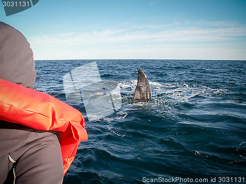 Image of Right Whale Watcher