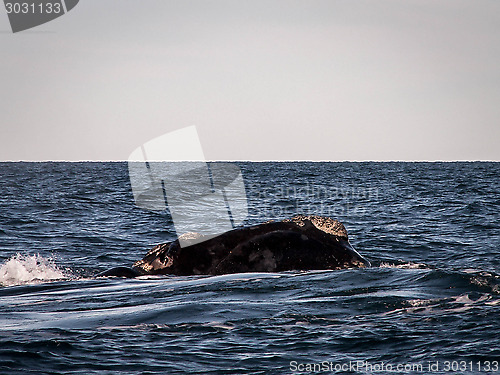 Image of Right Whale Up Close