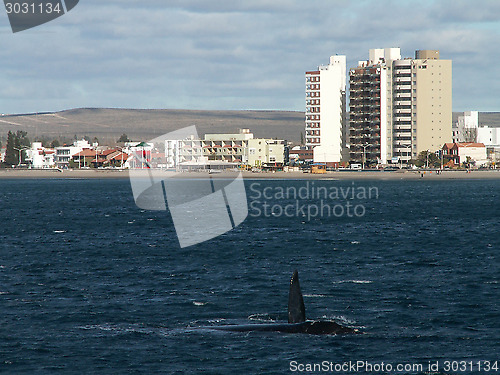 Image of Right Whale Turn