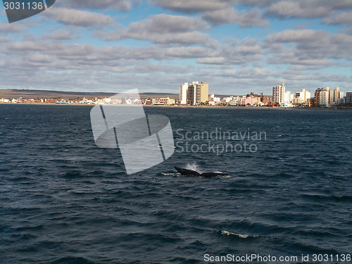 Image of Right Whale Tail