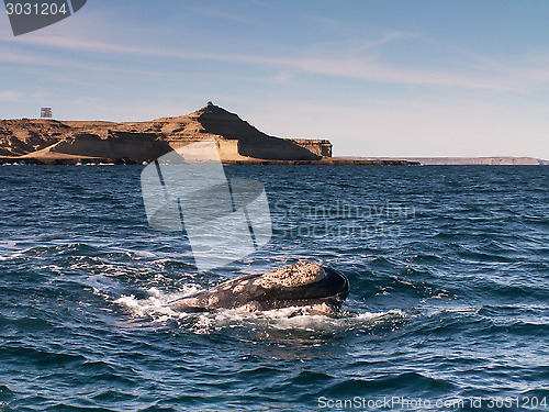 Image of Right Whale Surfacing