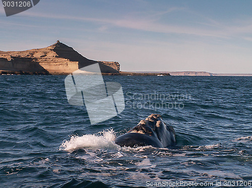 Image of Right Whale Surfacing