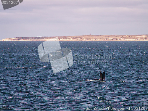 Image of Right Whale Surfacing With Fins