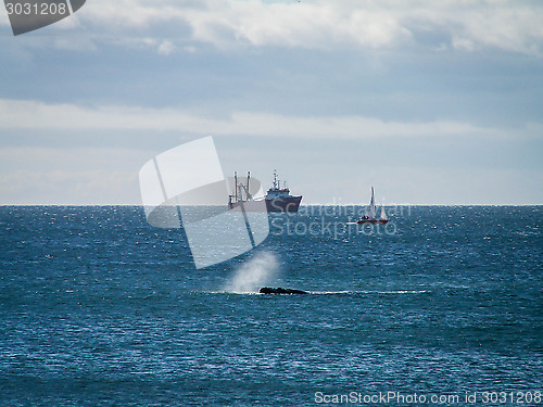 Image of Right Whale Surfacing Spray And Ship