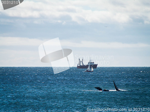 Image of Right Whale Surfacing And Ship