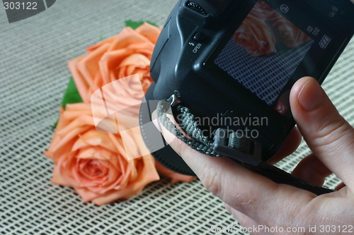 Image of Photographer working – shooting the rose