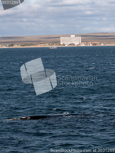 Image of Right Whale Puerto Madryn