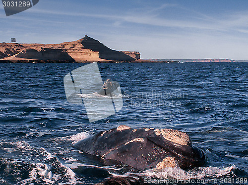 Image of Right Whale Of A Time