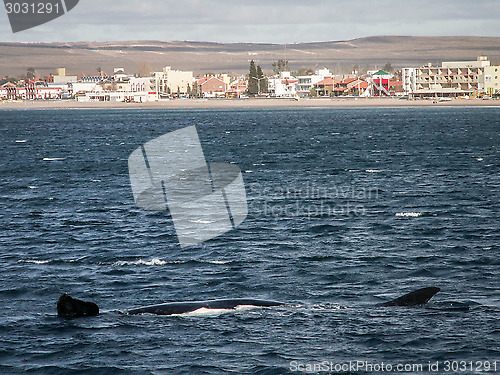 Image of Right Whale Length