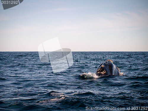 Image of Right Whale From Behind