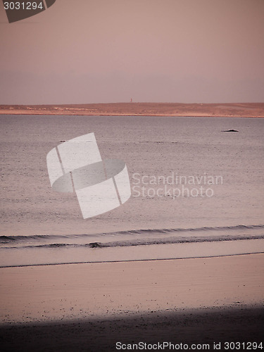 Image of Right Whale From Beach