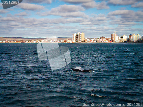 Image of Right Whale Fin At Puerto Madryn