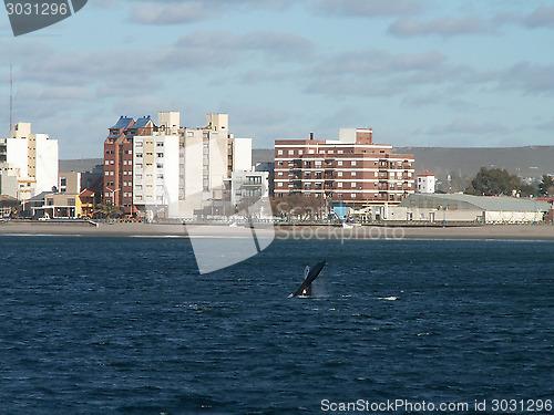 Image of Right Whale Dive