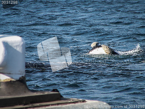 Image of Right Whale By Pier